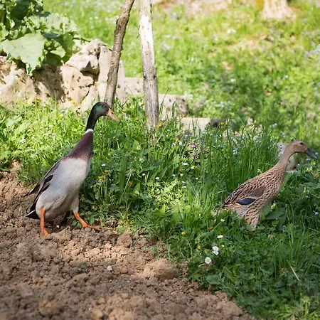 Slabnik Nature Escape