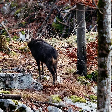 Slabnik Nature Escape Nocleg ze śniadaniem