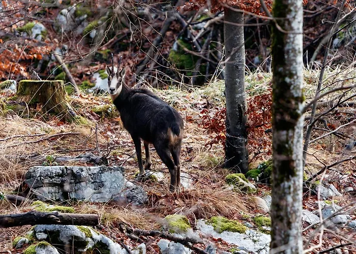 Slabnik Nature Escape Bed & Breakfast